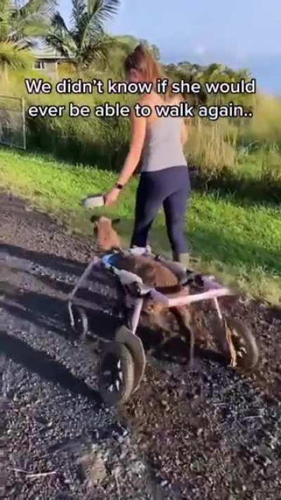 Nuna’s remarkable healing and recovery at Magical Creatures Sanctuary in Hawaii