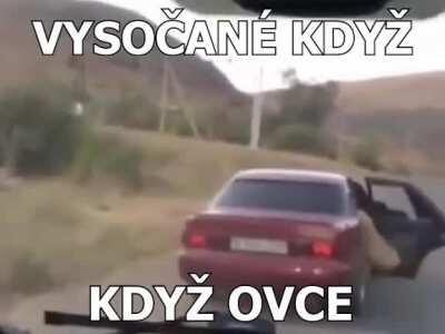 vvysočan