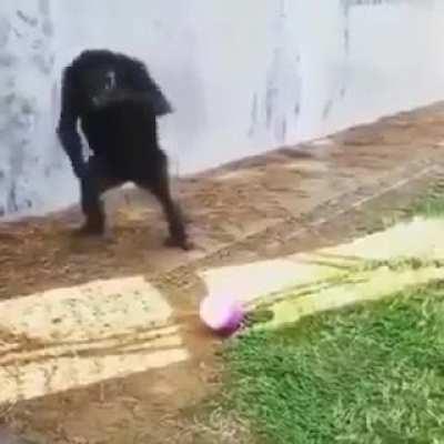 literalmente el chat en el momento beso