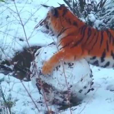 There's a Kitty in every Tiger