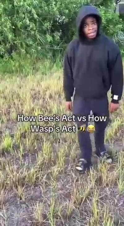 how bees act vs how wasps act