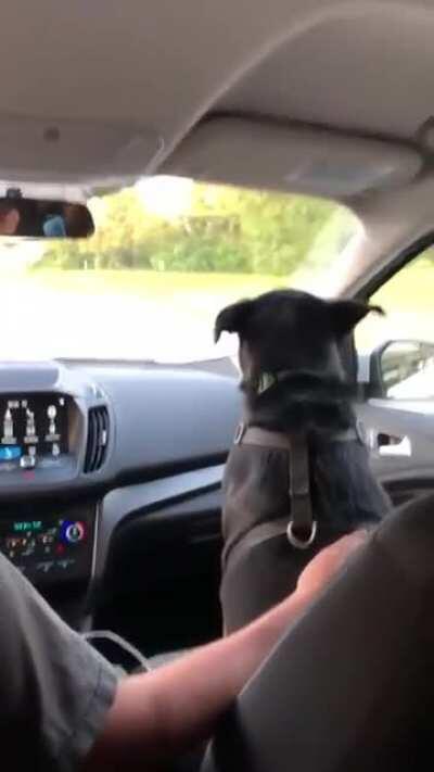 this dog keeps ducking under every overpass