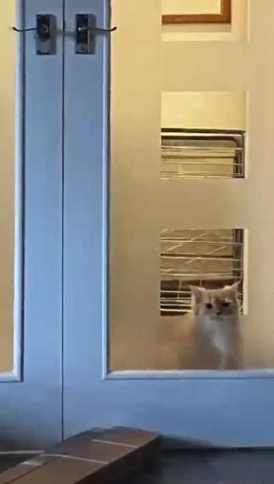 Biscuit didn’t understand why I had to close the doors