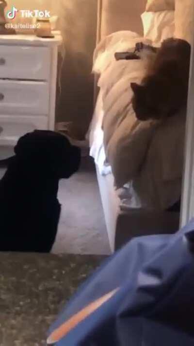 Their cat is giving their dog commands now