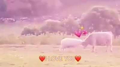 This is so kawaiiiiii