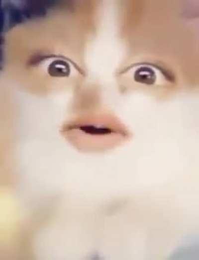 Котик, котик смотри какой красавчик нашёл тебя в ленте..