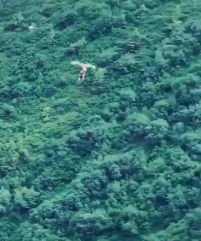 🔥 Raptor drops its prey mid-flight only to swoop around and catch it again.