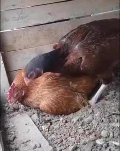 to have common sense