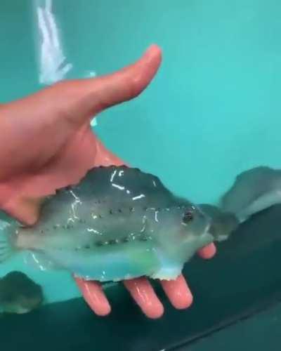 post more so shitcums army grows