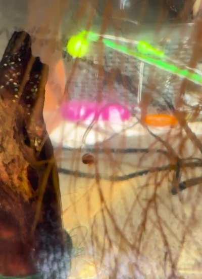 Epic Ramshorn Defying Gravity RUINED by frickin roots 😡