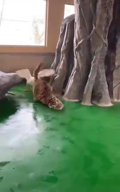 Get inside the cage, right now!!