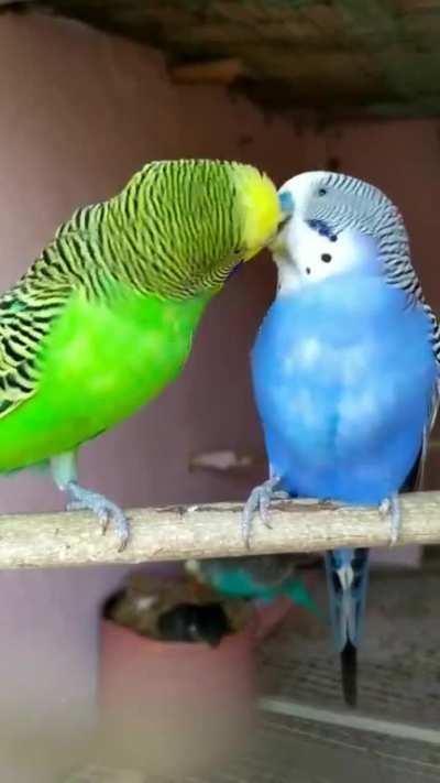 My friends budgies, theyyy so gay