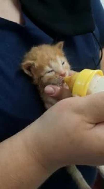 I love working at the vet