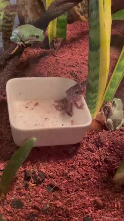 Frog on Frog violence 😭