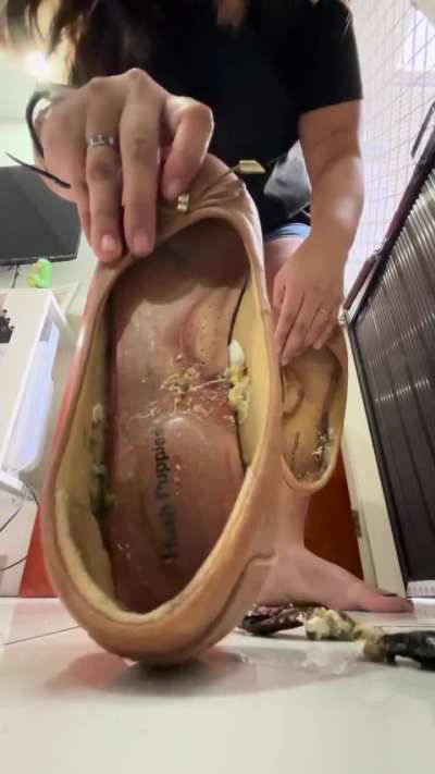 Made an insole hissing roach crushing with brownflats and barefeet crushing too for a buyer who requested it and didn’t pay after i made it :( just feels so bad when u put a lot of effort with every project and not even charging much, but still you get fo