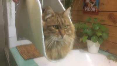 Fluffy chonko Taco!!!