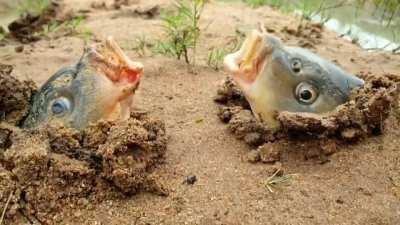 Thanks, I hate underground fish snowballing another fish.