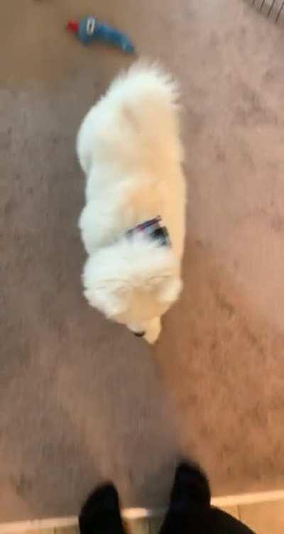 Just today both of his ears have gone from down to up. He's pretty excited about it