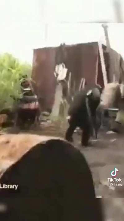 Top 5 monos más épicos de la historia