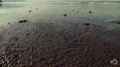 When sea turtles hatch, the hunt is on