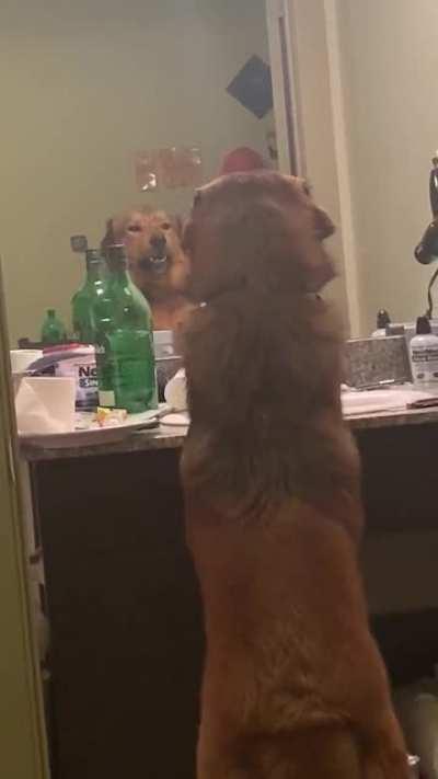 Is he practicing his mean face, or thinks he is fighting the other dog?