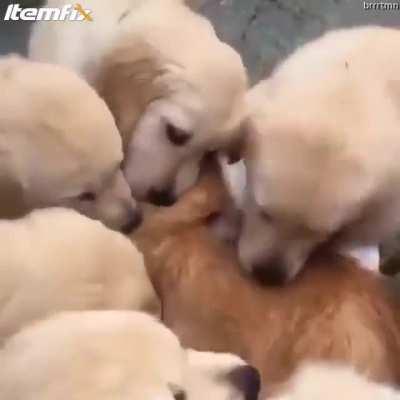 CaT mAuLeD tO dEaTh By RaVeNoUs DoGs