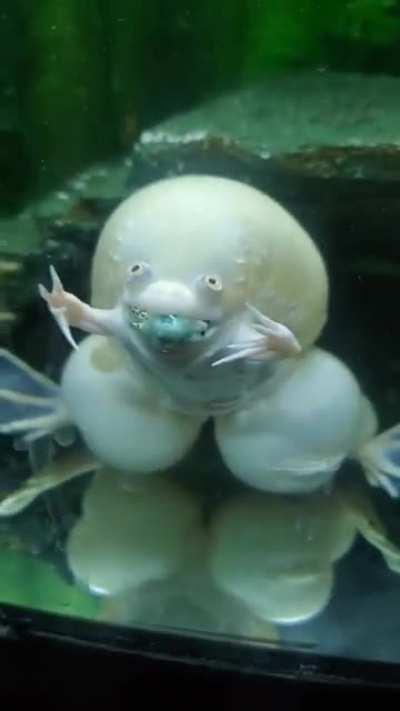 Thanks, I hate this frog