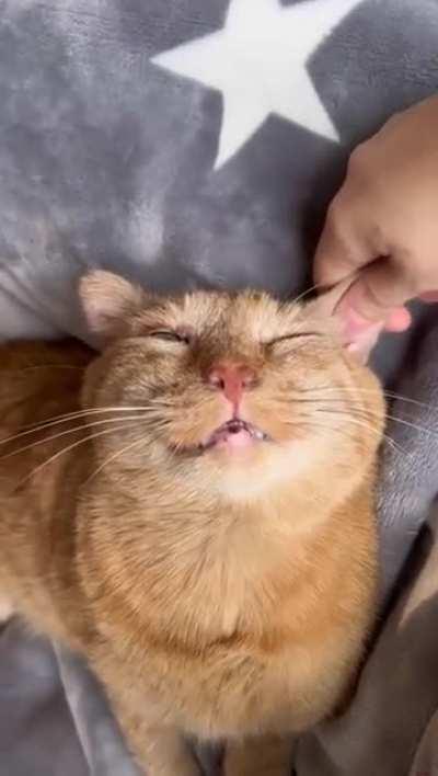 Mr. Willis, a sickly senior cat, gets adopted and is transformed