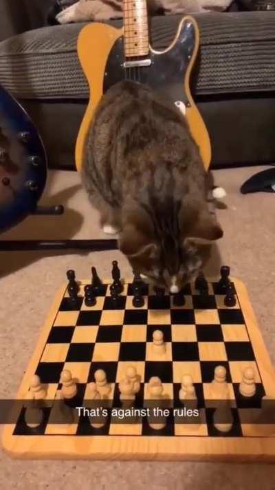 what do i do in this position? (i'm the cat)