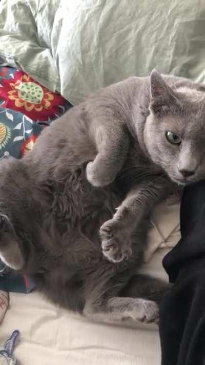 Tell me you want belly rubs without telling me you want belly rubs