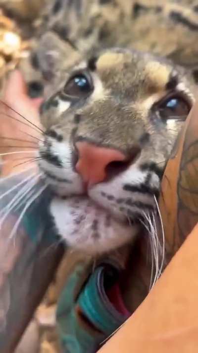 Clouded Leopard Boops