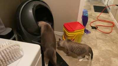 Reposted with audio because the sound of the thud really brings it together.