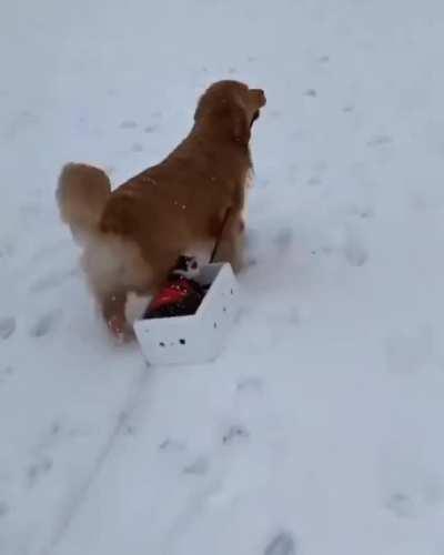 Doggo takes his feline pal for a sleigh ride.