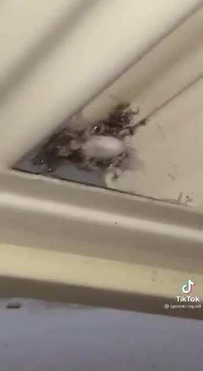 What is this spider?