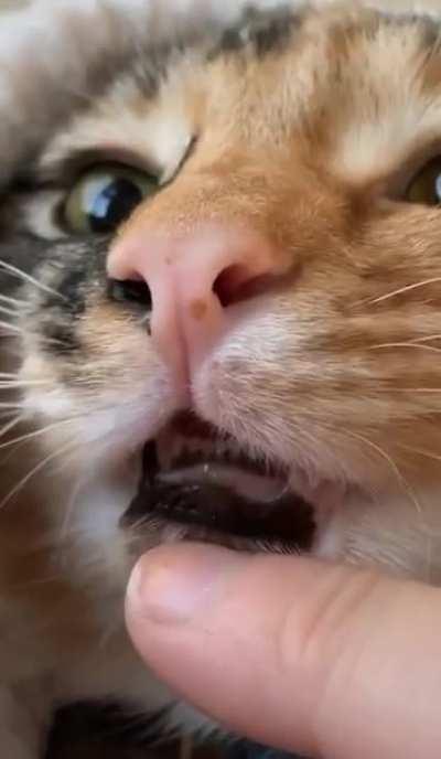 Why are they so tiny?