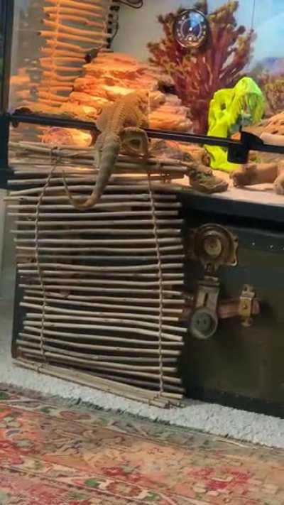 Been taking himself home since 4 months old. “Gotta jet.” - Blast