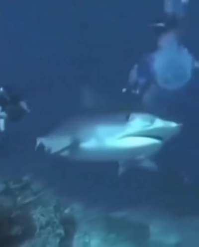 Shark pretending to attack diver😭