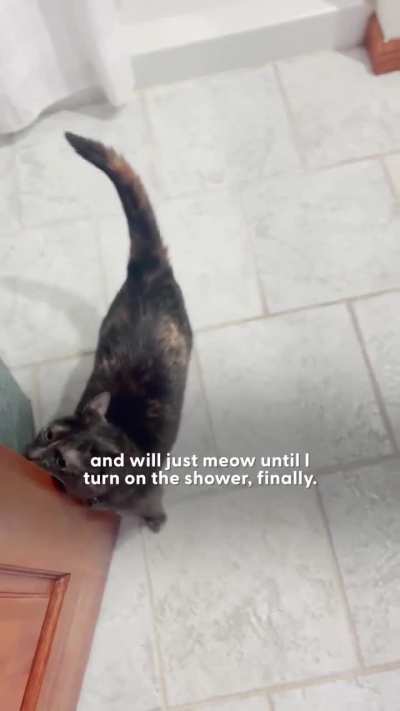 [Not my cat] Pym the cat insists on taking daily showers. Owner calls it 