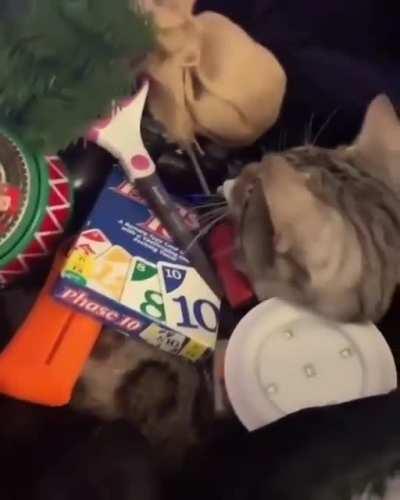 Kitty doesn't care about what’s stacked on him