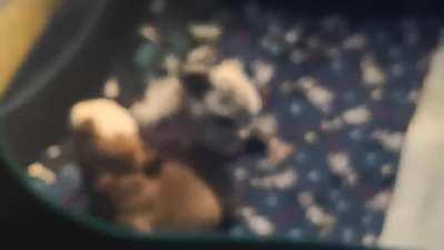 ViCioUs DoG FiGhT!!!