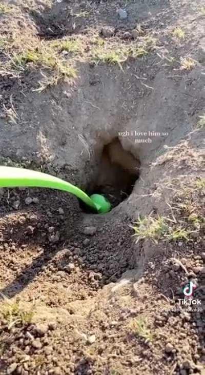 Helping a gopher a dig a hole