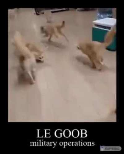Join the Le Goob Legion, the LeigonEARs