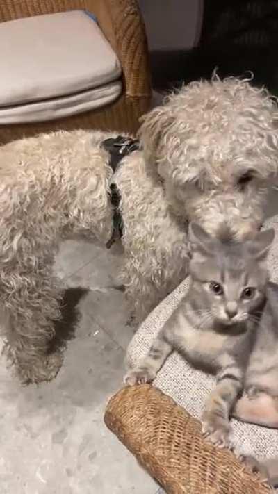 My 1 yo dog meeting her new best friend