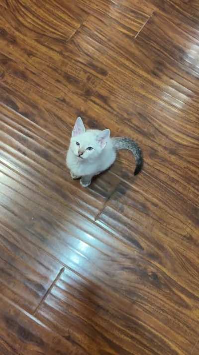 In BRAZEN DEFIANCE of the law