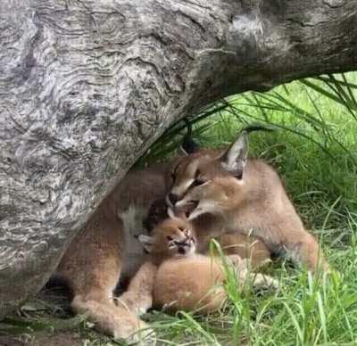 Baby caracal mimicking its mom with a 