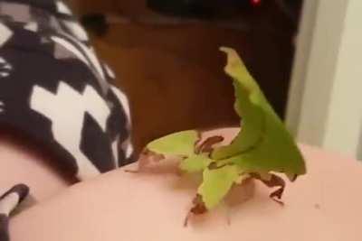 My leafy girl showing off her dance moves