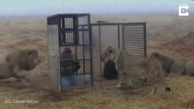 Up close with some Lions