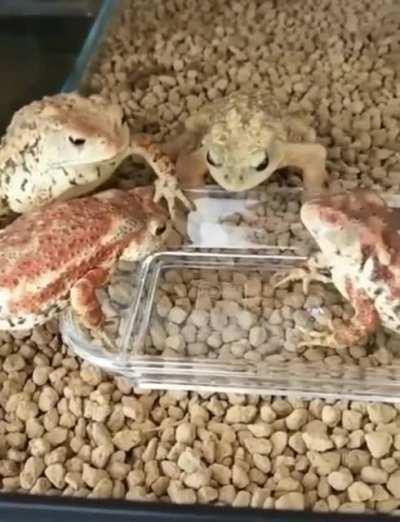 If you ain't first, you're last!