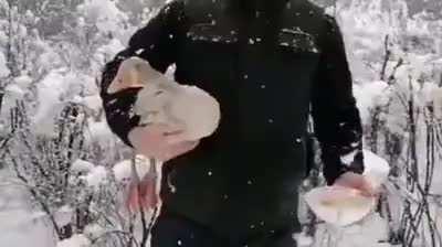 Frozen duck