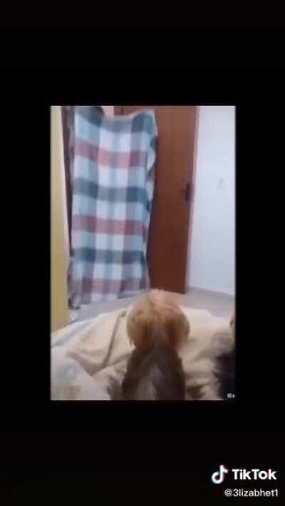 Doggie Prank